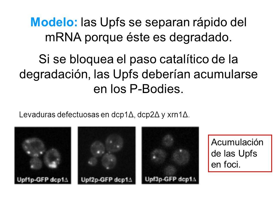 Modelo: las Upfs se separan rápido del mRNA porque éste es degradado