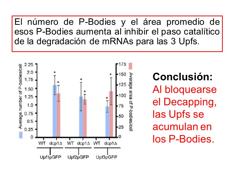 El número de P-Bodies y el área promedio de esos P-Bodies aumenta al inhibir el paso catalítico de la degradación de mRNAs para las 3 Upfs.
