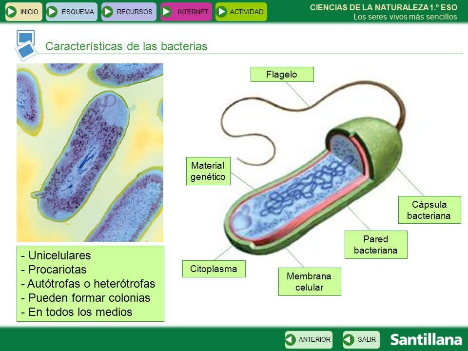 Características de las bacterias