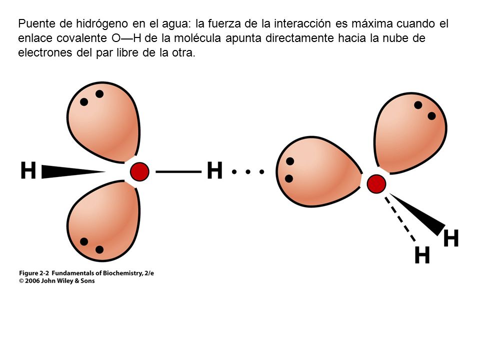 Puente de hidrógeno en el agua: la fuerza de la interacción es máxima cuando el enlace covalente O—H de la molécula apunta directamente hacia la nube de electrones del par libre de la otra.