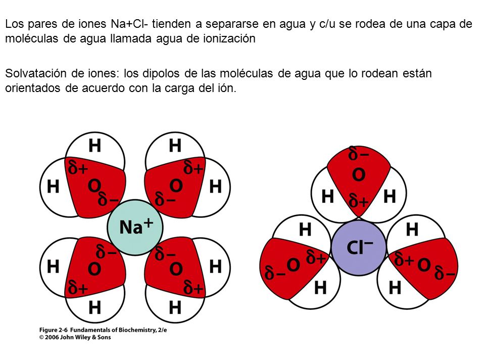 Los pares de iones Na+Cl- tienden a separarse en agua y c/u se rodea de una capa de moléculas de agua llamada agua de ionización