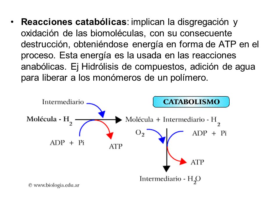 Reacciones catabólicas: implican la disgregación y oxidación de las biomoléculas, con su consecuente destrucción, obteniéndose energía en forma de ATP en el proceso.