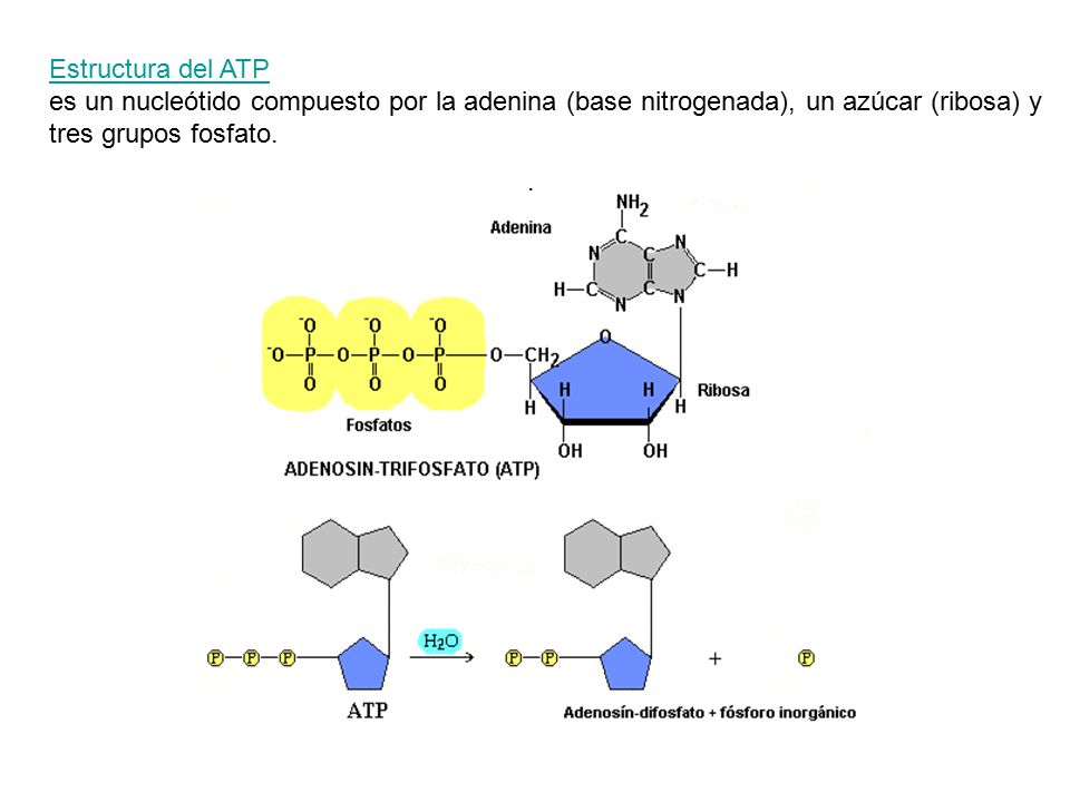 Estructura del ATP es un nucleótido compuesto por la adenina (base nitrogenada), un azúcar (ribosa) y tres grupos fosfato.