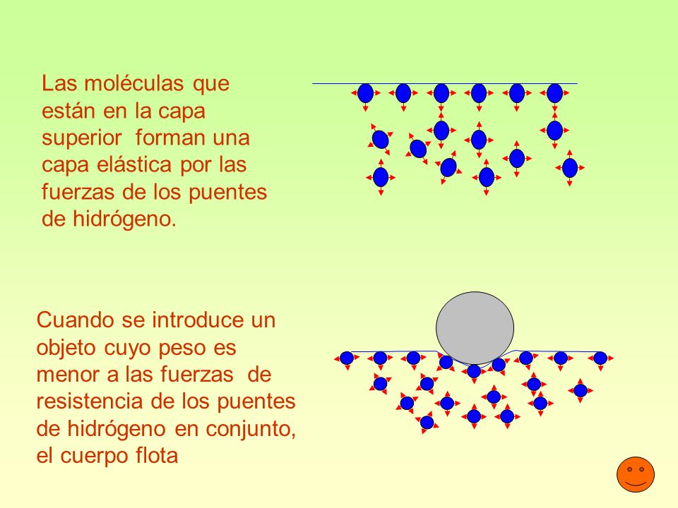 Las moléculas que están en la capa superior forman una capa elástica por las fuerzas de los puentes de hidrógeno.