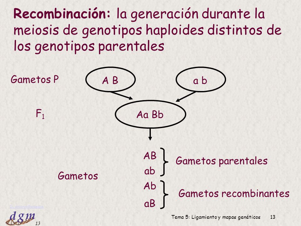 Recombinación: la generación durante la meiosis de genotipos haploides distintos de los genotipos parentales