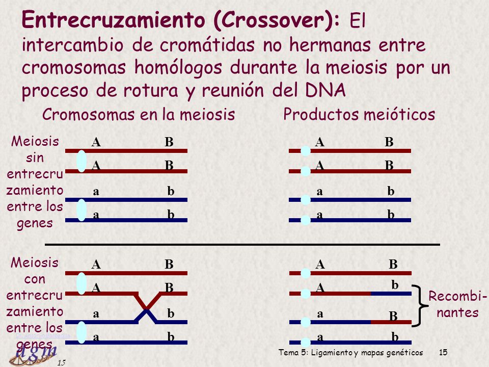 Entrecruzamiento (Crossover): El intercambio de cromátidas no hermanas entre cromosomas homólogos durante la meiosis por un proceso de rotura y reunión del DNA