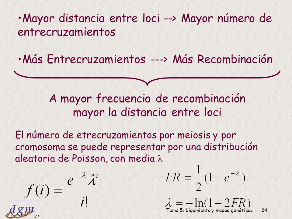 Mayor distancia entre loci --> Mayor número de entrecruzamientos