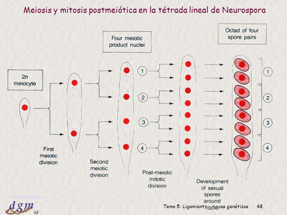 Meiosis y mitosis postmeiótica en la tétrada lineal de Neurospora