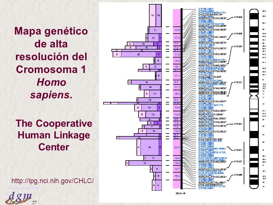 Mapa genético de alta resolución del Cromosoma 1 Homo sapiens.