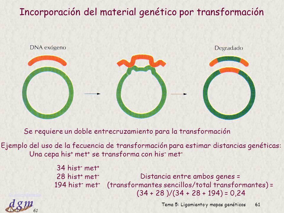 Incorporación del material genético por transformación