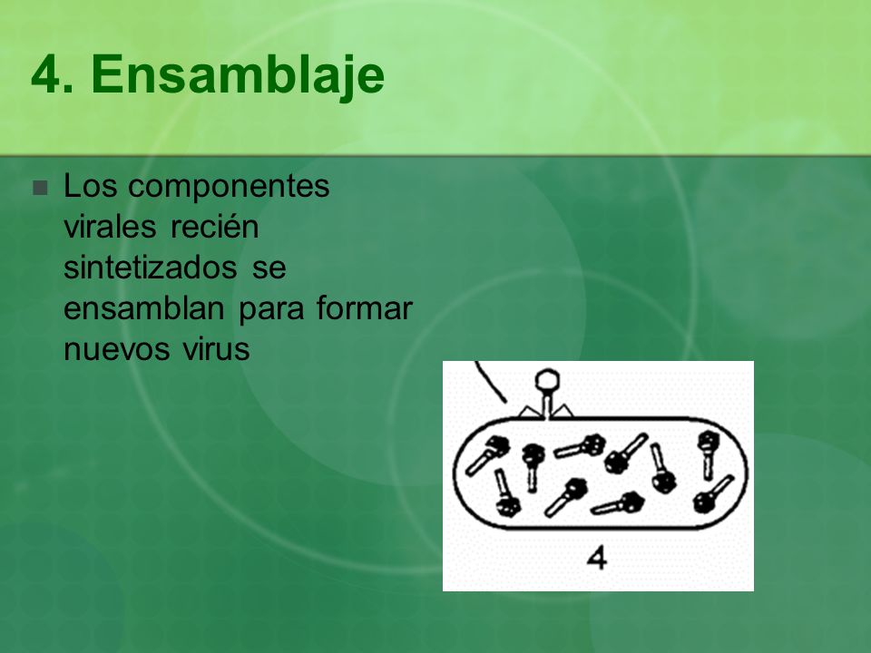 4. Ensamblaje Los componentes virales recién sintetizados se ensamblan para formar nuevos virus
