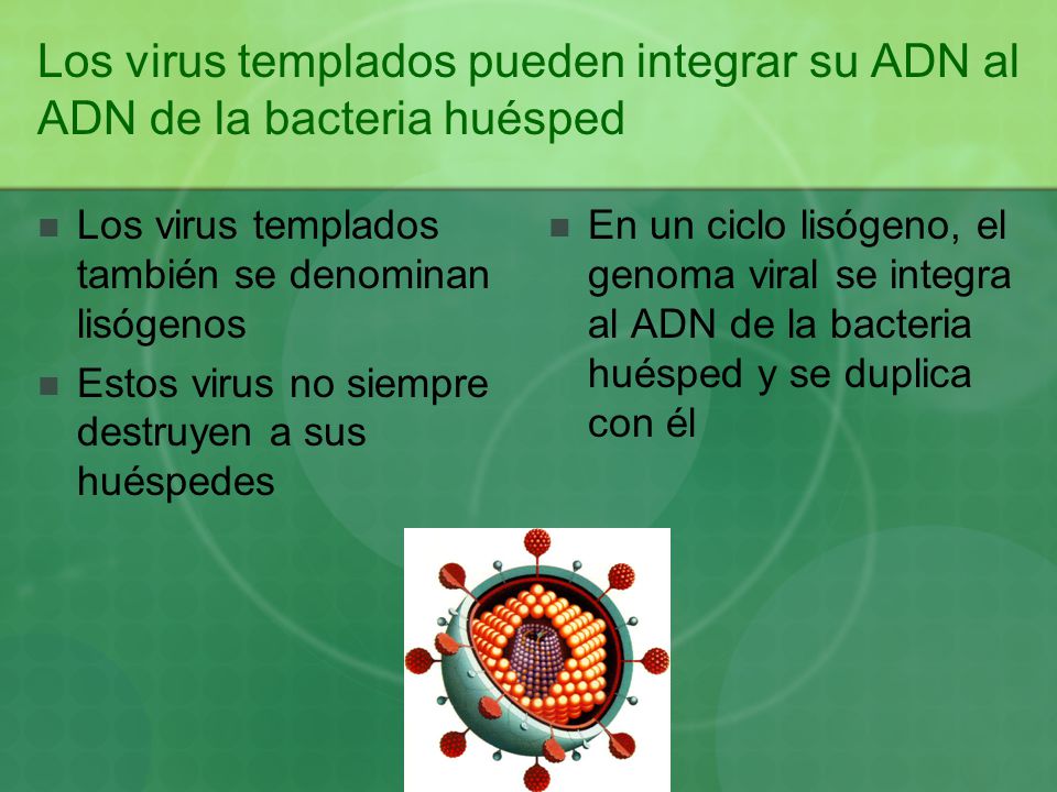 Los virus templados pueden integrar su ADN al ADN de la bacteria huésped