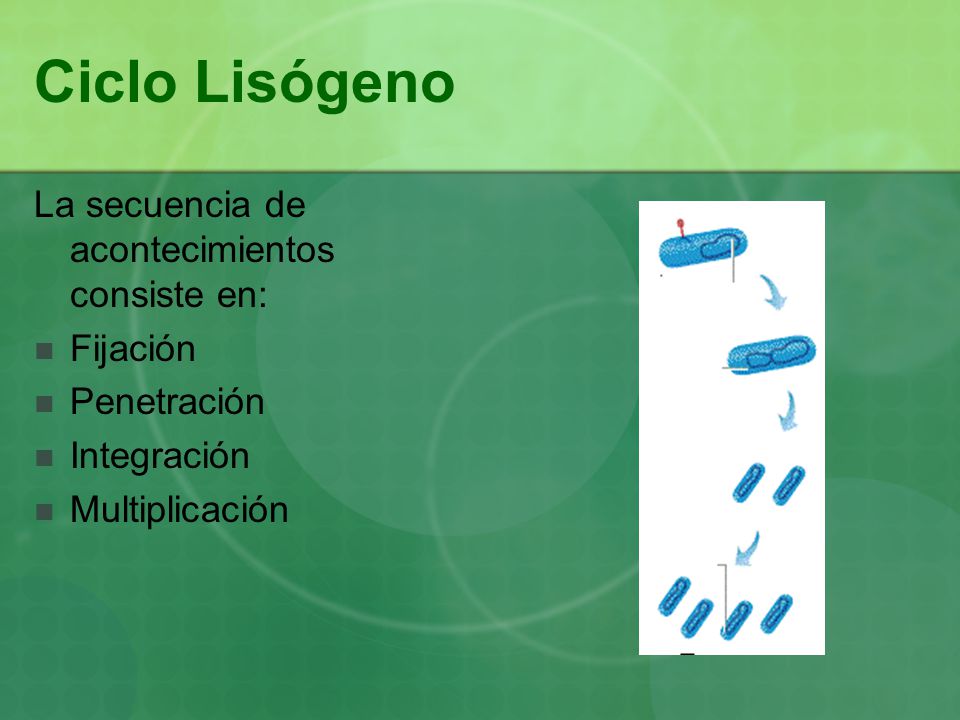 Ciclo Lisógeno La secuencia de acontecimientos consiste en: Fijación