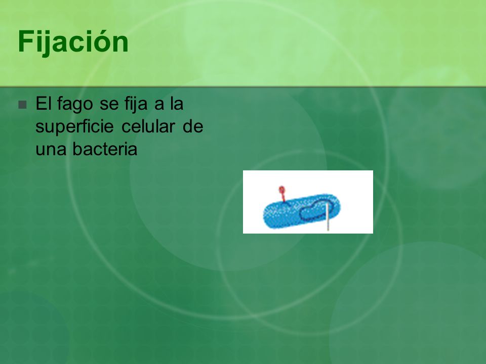 Fijación El fago se fija a la superficie celular de una bacteria