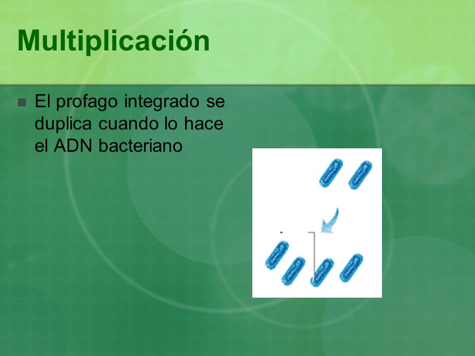 Multiplicación El profago integrado se duplica cuando lo hace el ADN bacteriano