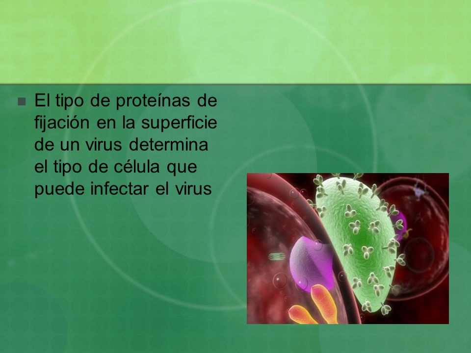 El tipo de proteínas de fijación en la superficie de un virus determina el tipo de célula que puede infectar el virus