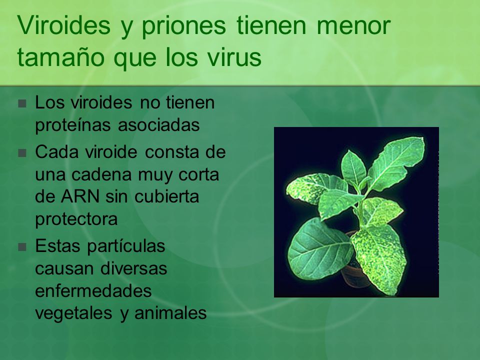 Viroides y priones tienen menor tamaño que los virus