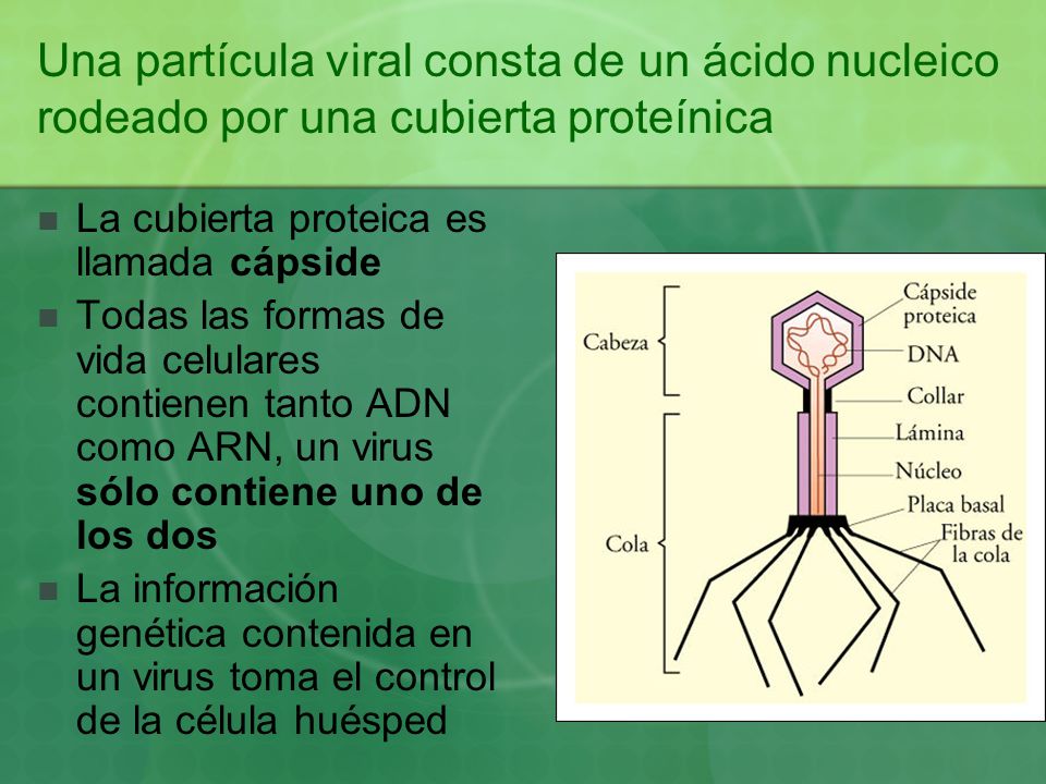 Una partícula viral consta de un ácido nucleico rodeado por una cubierta proteínica