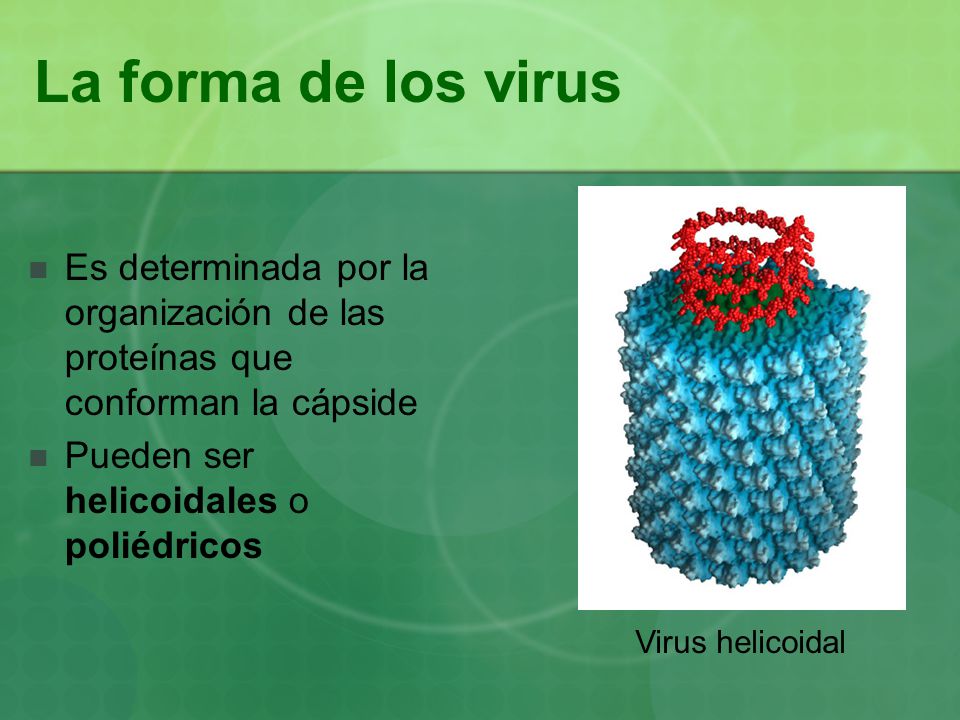 La forma de los virus Es determinada por la organización de las proteínas que conforman la cápside.