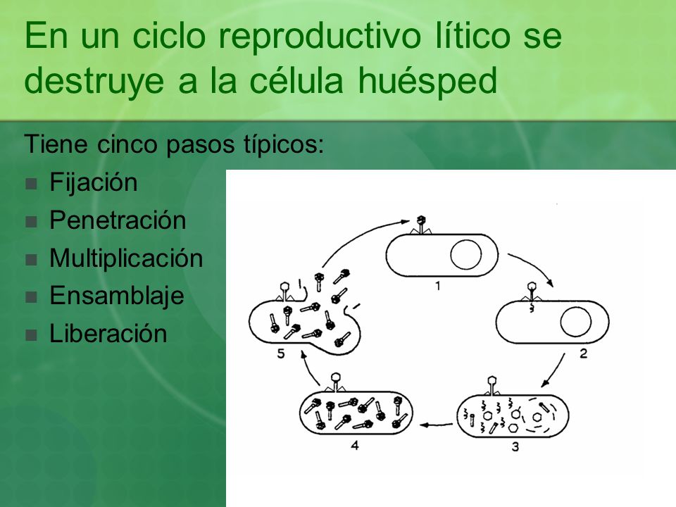 En un ciclo reproductivo lítico se destruye a la célula huésped