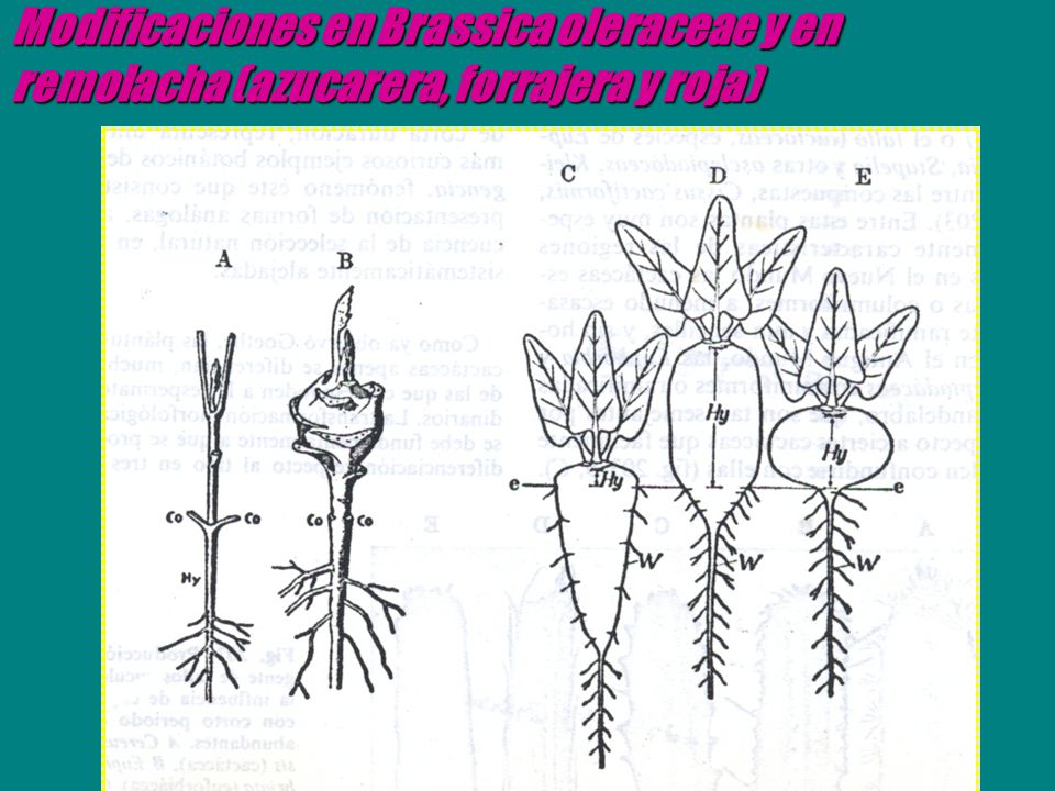 Modificaciones en Brassica oleraceae y en remolacha (azucarera, forrajera y roja)