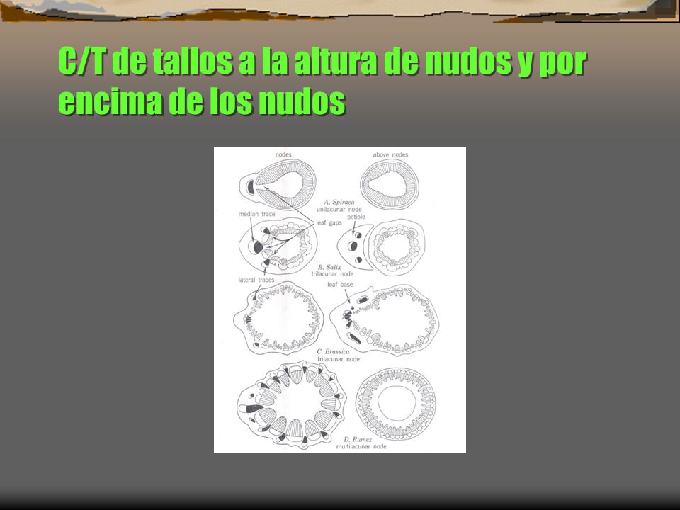 C/T de tallos a la altura de nudos y por encima de los nudos