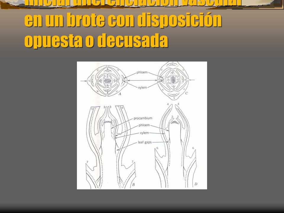 Inicial diferenciación vascular en un brote con disposición opuesta o decusada