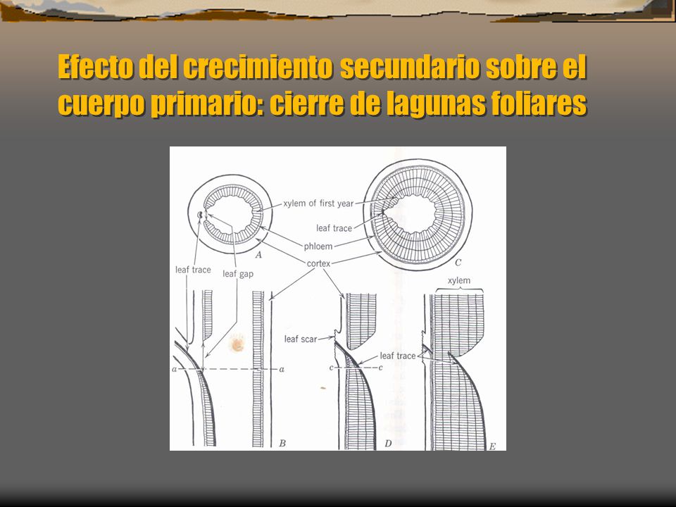 Efecto del crecimiento secundario sobre el cuerpo primario: cierre de lagunas foliares