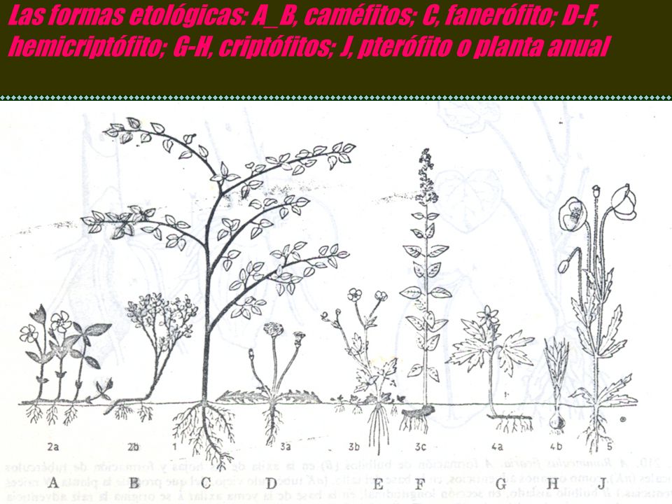 Las formas etológicas: A_B, caméfitos; C, fanerófito; D-F, hemicriptófito; G-H, criptófitos; J, pterófito o planta anual