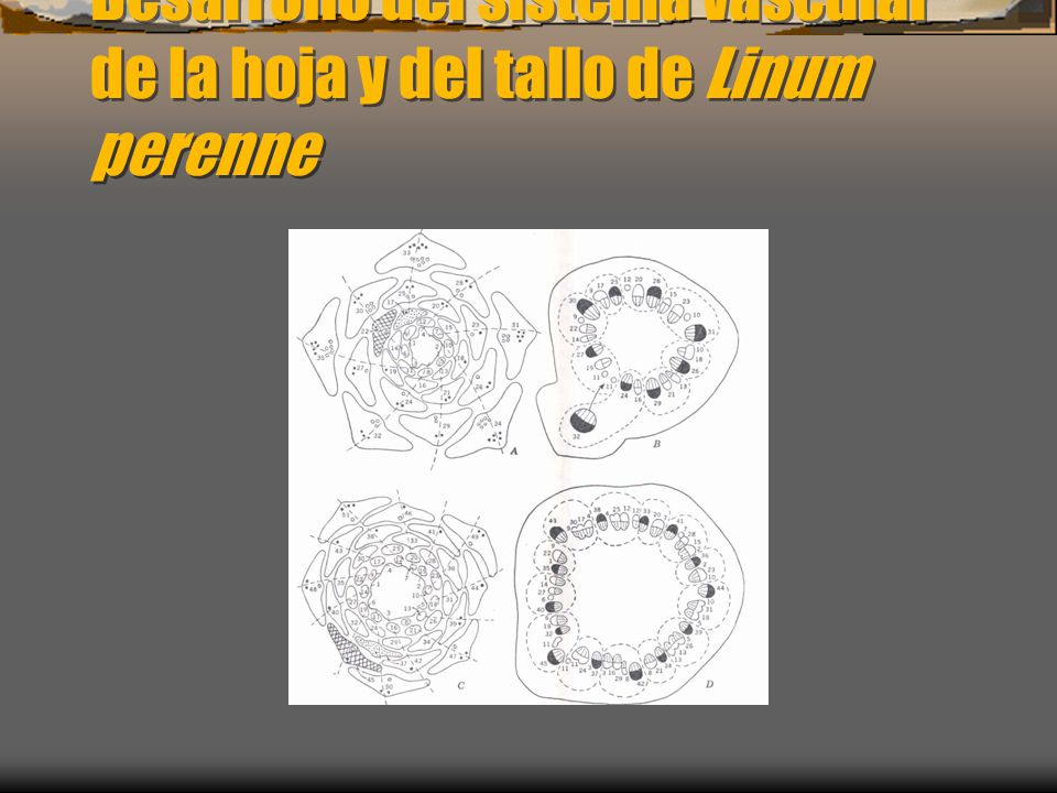 Desarrollo del sistema vascular de la hoja y del tallo de Linum perenne