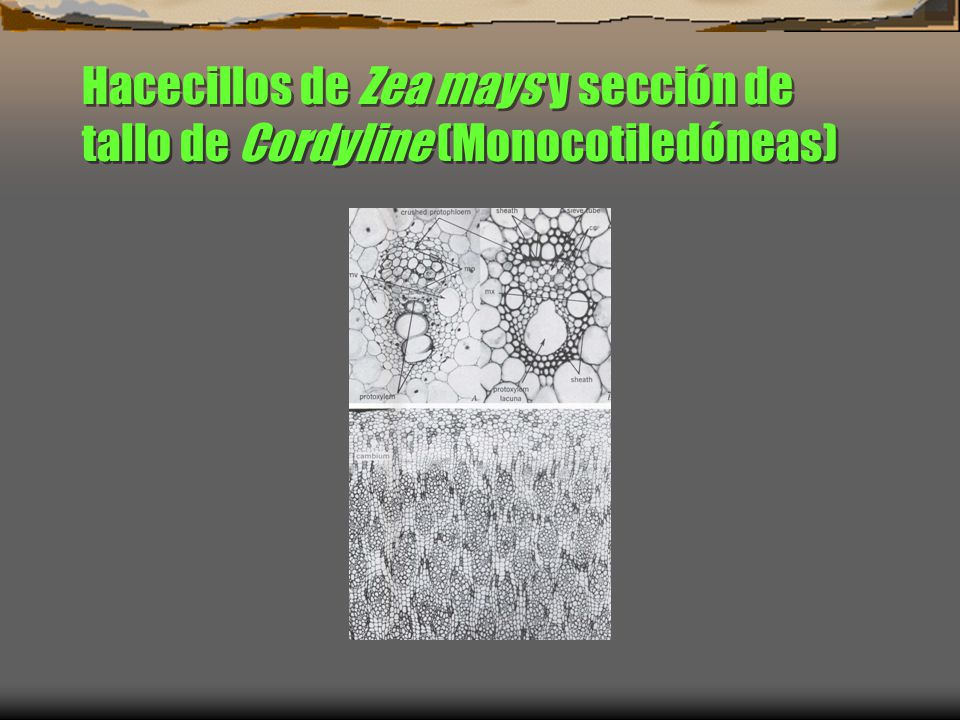 Hacecillos de Zea mays y sección de tallo de Cordyline (Monocotiledóneas)