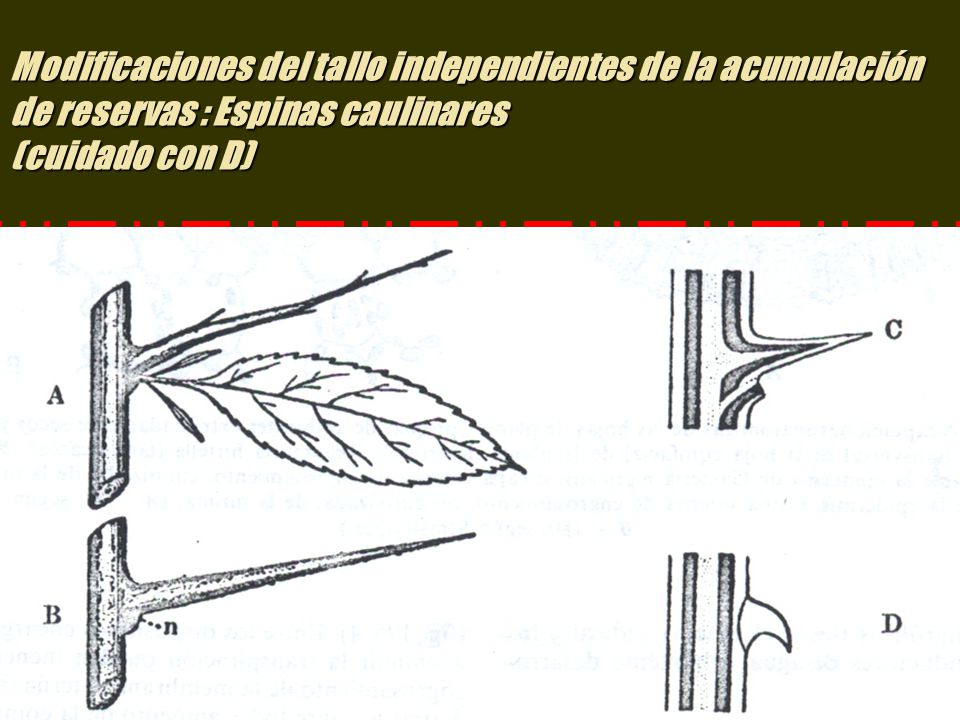 Modificaciones del tallo independientes de la acumulación de reservas : Espinas caulinares (cuidado con D)