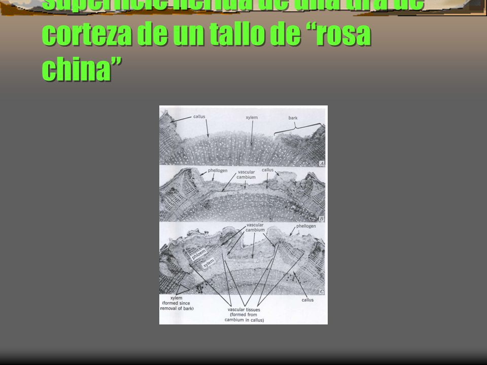 Callo en la cicatrización de una superficie herida de una tira de corteza de un tallo de rosa china