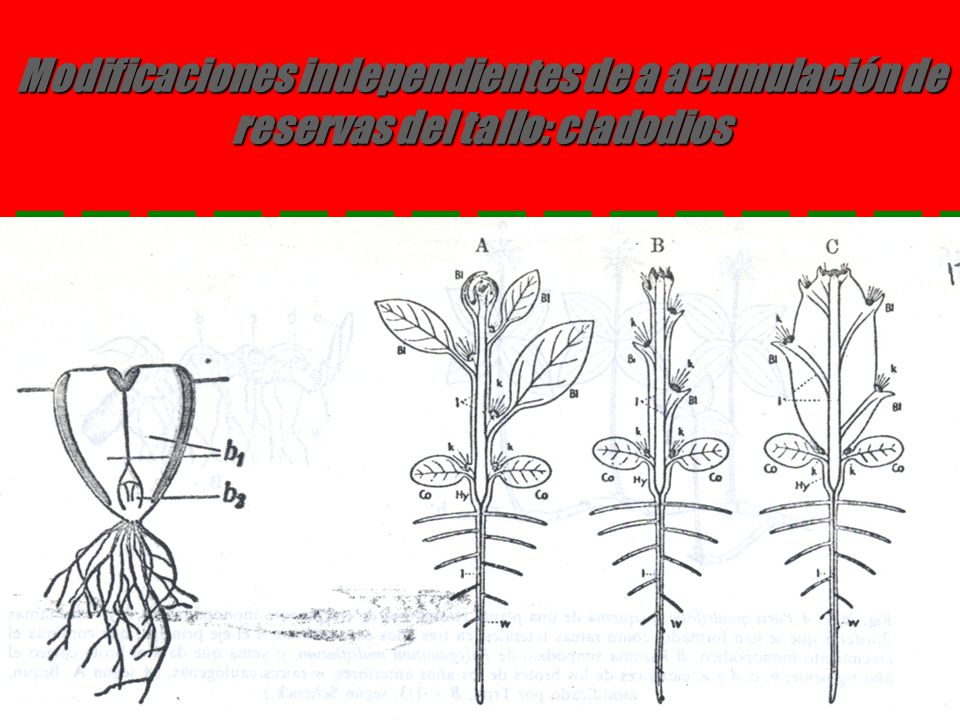 Modificaciones independientes de a acumulación de reservas del tallo: cladodios
