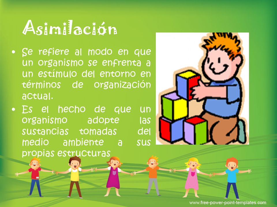 Asimilación Se refiere al modo en que un organismo se enfrenta a un estímulo del entorno en términos de organización actual.