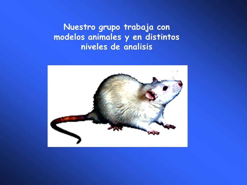 Nuestro grupo trabaja con modelos animales y en distintos niveles de analisis