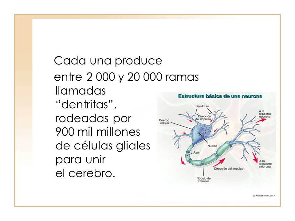 Cada una produce entre y ramas llamadas dentritas , rodeadas por 900 mil millones de células gliales para unir el cerebro.
