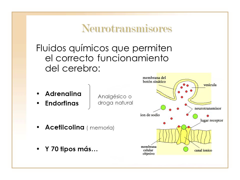 Neurotransmisores Fluidos químicos que permiten el correcto funcionamiento del cerebro: Adrenalina.