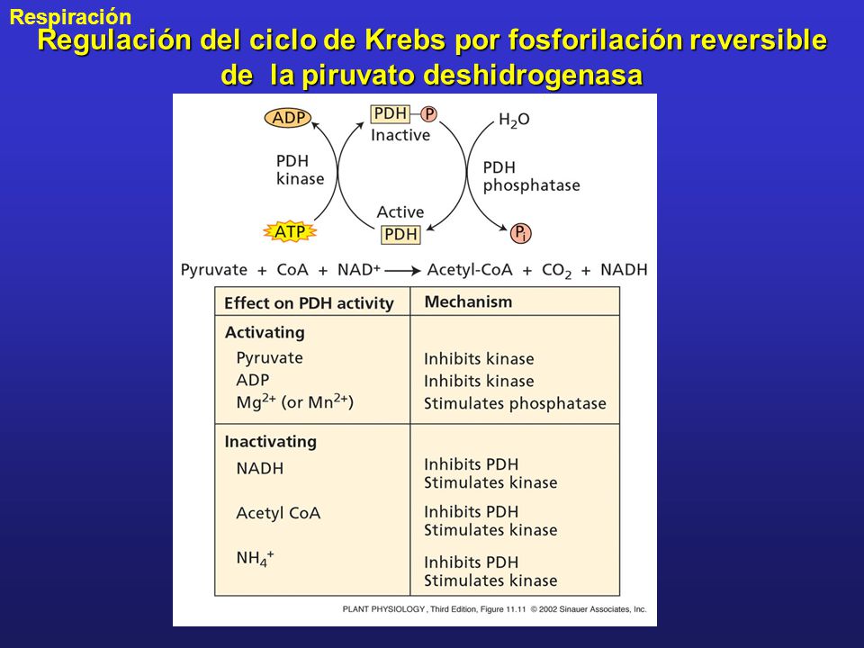 Regulación del ciclo de Krebs por fosforilación reversible de la piruvato deshidrogenasa