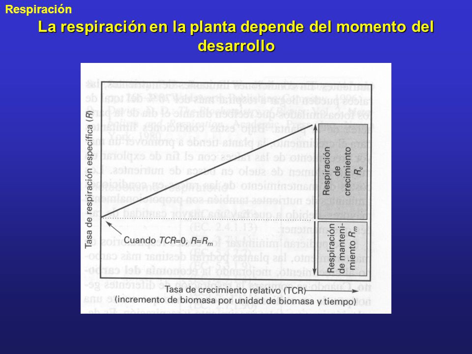 La respiración en la planta depende del momento del desarrollo