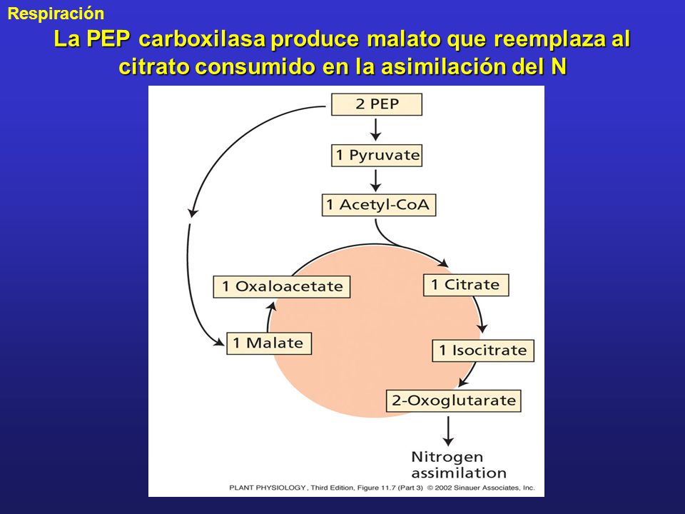 La PEP carboxilasa produce malato que reemplaza al citrato consumido en la asimilación del N