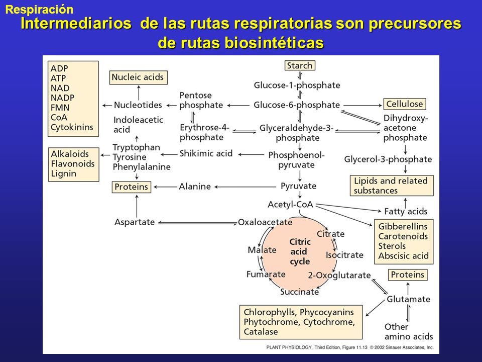 Intermediarios de las rutas respiratorias son precursores de rutas biosintéticas