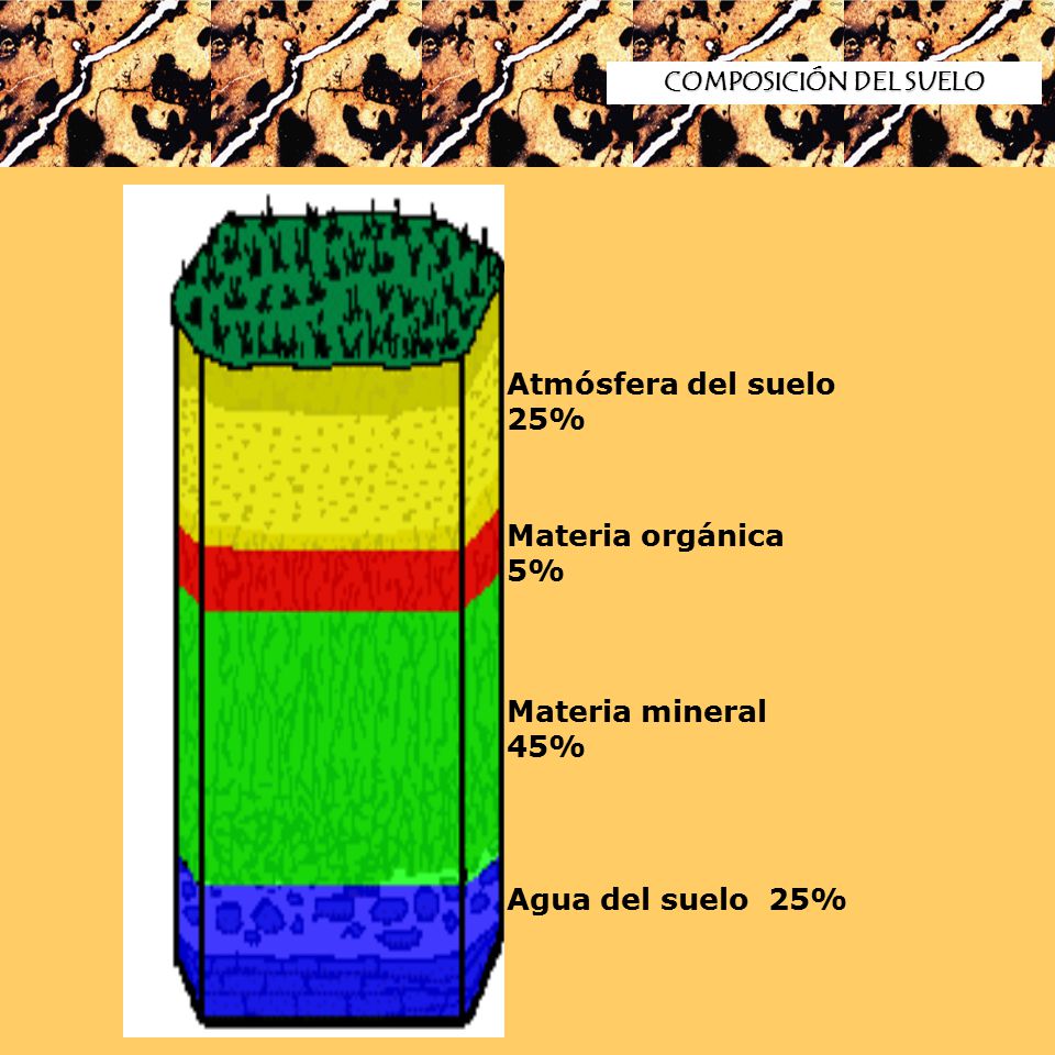 Atmósfera del suelo 25% Materia orgánica 5% Materia mineral 45%