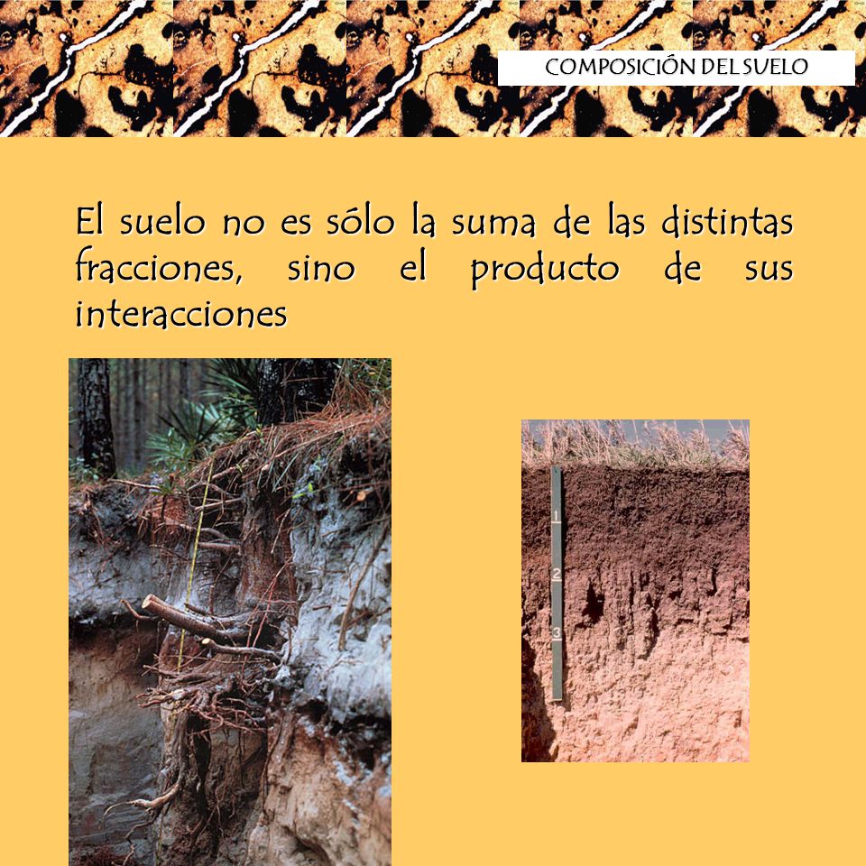 COMPOSICIÓN DEL SUELO El suelo no es sólo la suma de las distintas fracciones, sino el producto de sus interacciones.