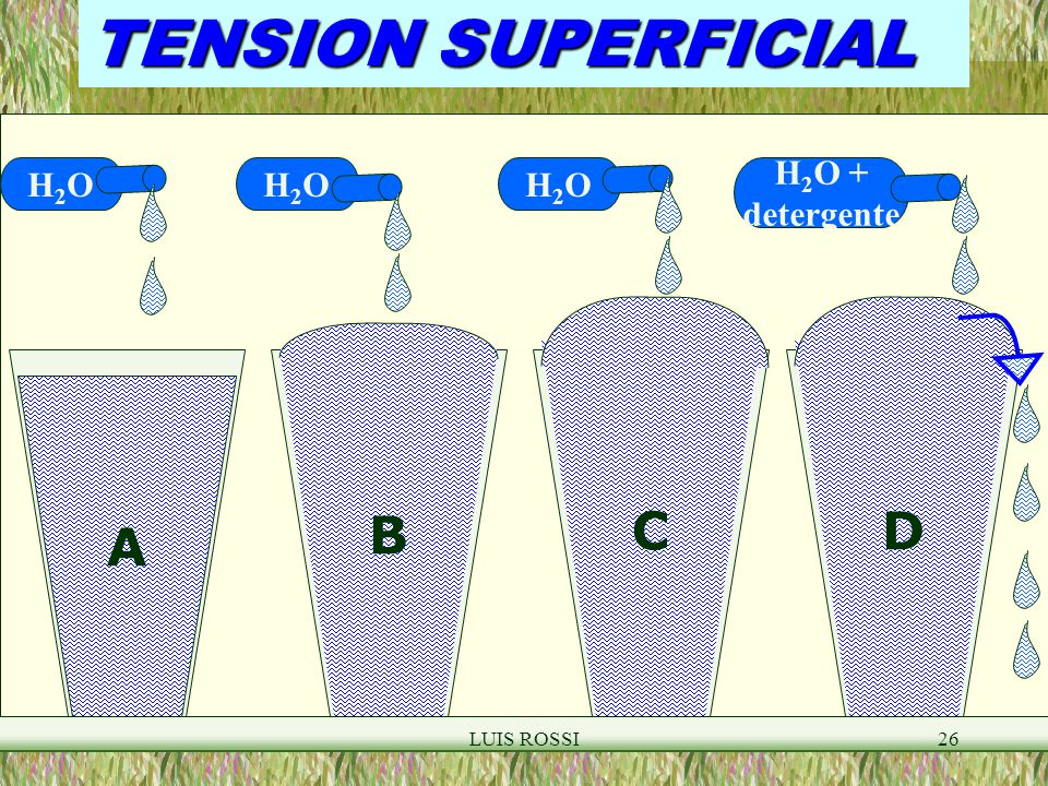 TENSION SUPERFICIAL H2O H2O H2O H2O + detergente C D B A LUIS ROSSI