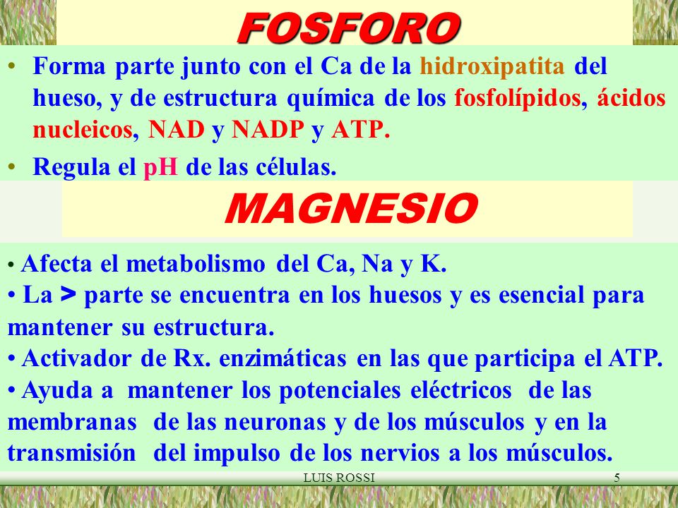 FOSFORO Forma parte junto con el Ca de la hidroxipatita del hueso, y de estructura química de los fosfolípidos, ácidos nucleicos, NAD y NADP y ATP.