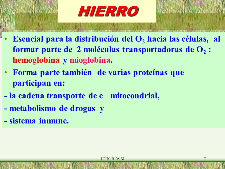 HIERRO Esencial para la distribución del O2 hacia las células, al formar parte de 2 moléculas transportadoras de O2 : hemoglobina y mioglobina.