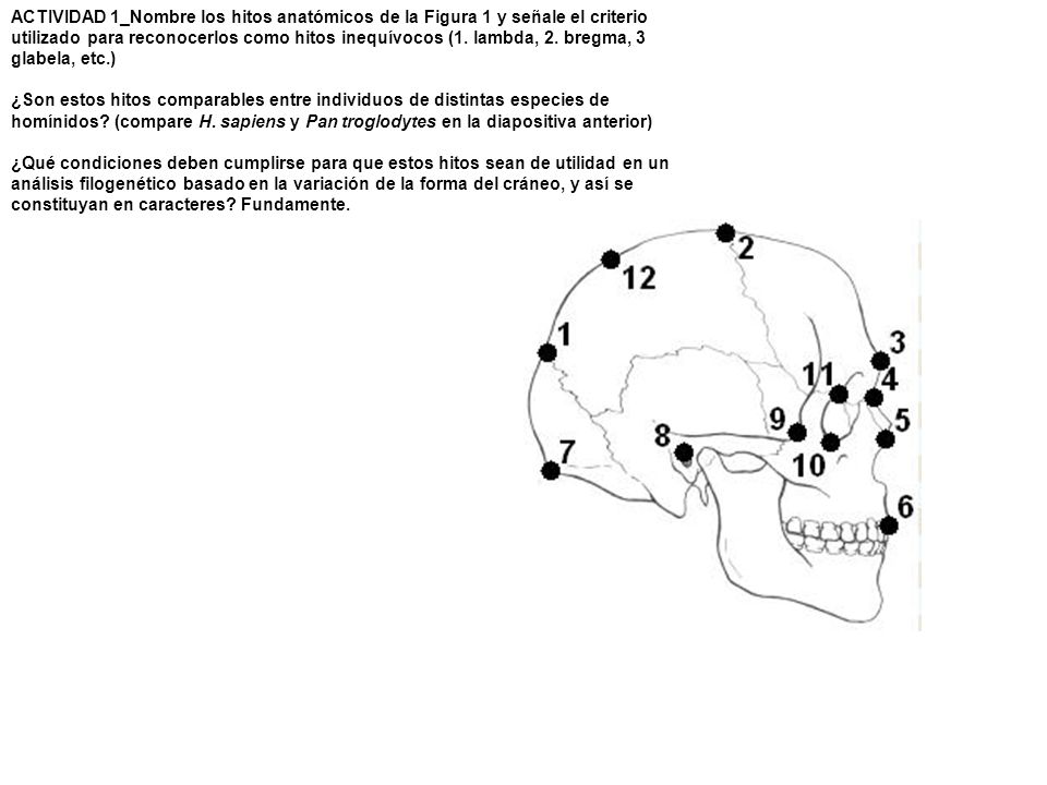 ACTIVIDAD 1_Nombre los hitos anatómicos de la Figura 1 y señale el criterio utilizado para reconocerlos como hitos inequívocos (1. lambda, 2. bregma, 3 glabela, etc.)