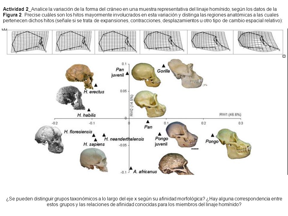 Actividad 2_Analice la variación de la forma del cráneo en una muestra representativa del linaje homínido, según los datos de la Figura 2. Precise cuáles son los hitos mayormente involucrados en esta variación y distinga las regiones anatómicas a las cuales pertenecen dichos hitos (señale si se trata de expansiones, contracciones, desplazamientos u otro tipo de cambio espacial relativo):