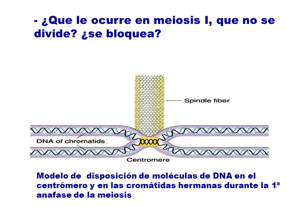 - ¿Que le ocurre en meiosis I, que no se divide ¿se bloquea